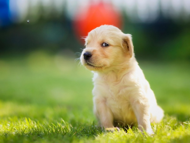 带可爱斜视眼神的金毛猎犬 电脑桌面高清壁纸来了