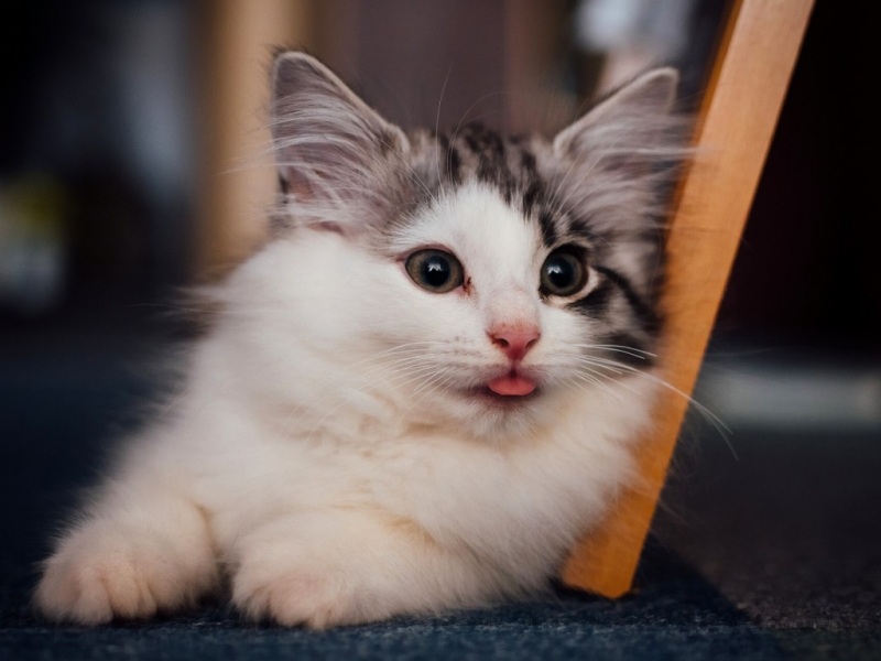 伸舌头的萌系小猫壁纸！高清可爱动物桌面背景来了
