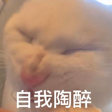 又有新的奇怪猫猫表情包可以用啦