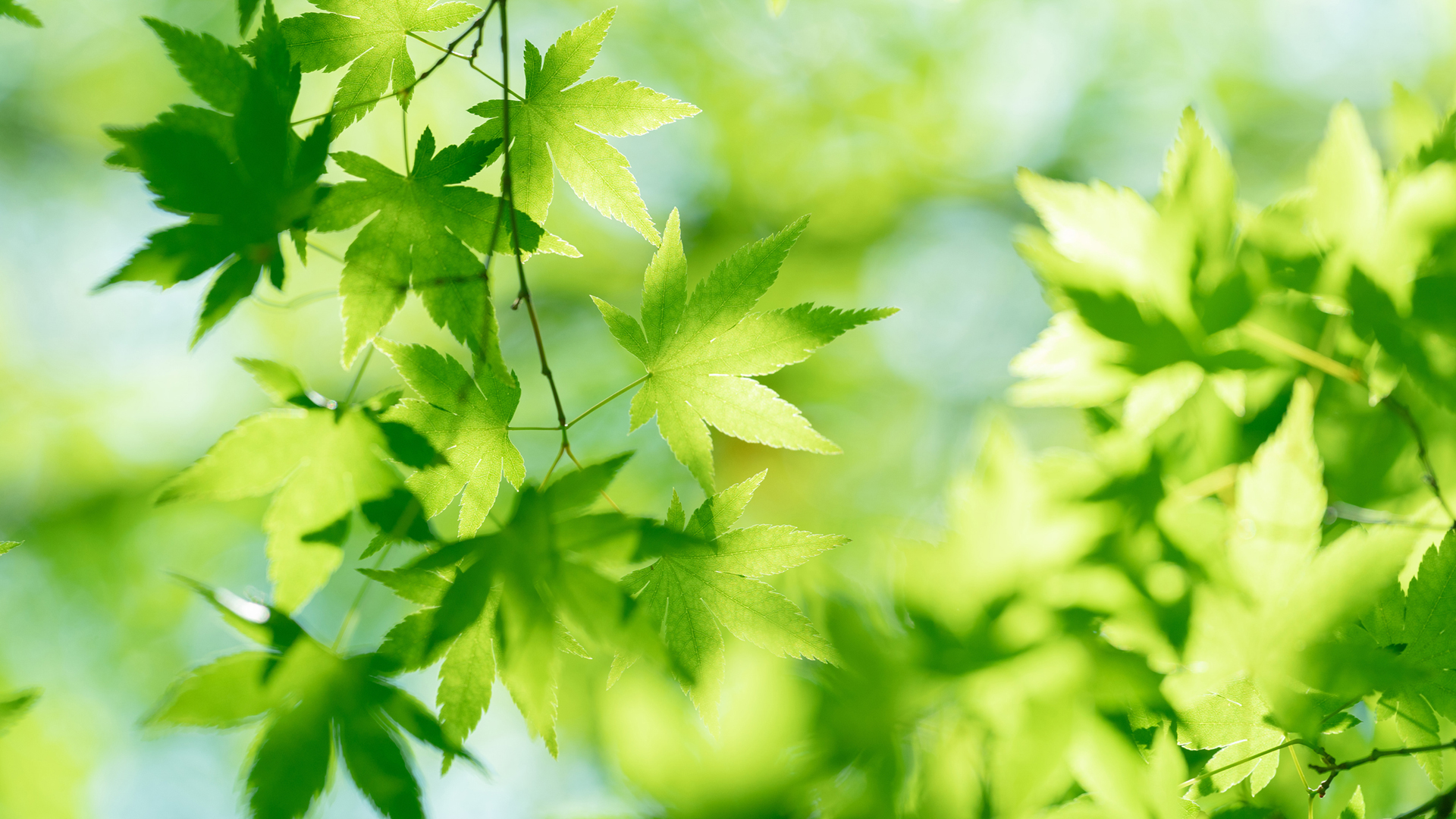 氛围感拉满！这款绿枫叶阳光壁纸太适合当电脑桌面了