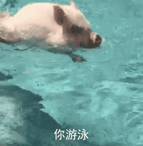 超甜“最爱你惹”小猪表情包合集