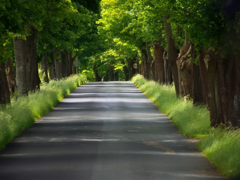 夏日城市绿荫街道 电脑动漫风桌面壁纸