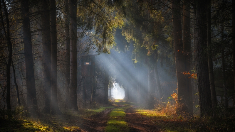 秋日森林阳光小路电脑壁纸