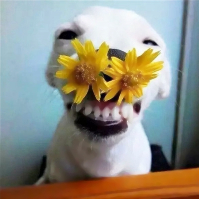 找乐子！22组奇葩搞笑情侣头像 一对两张高清逗比款