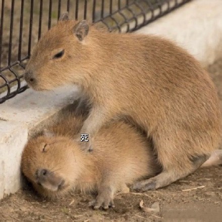 全网最全吗喽和水豚斗图表情包合集