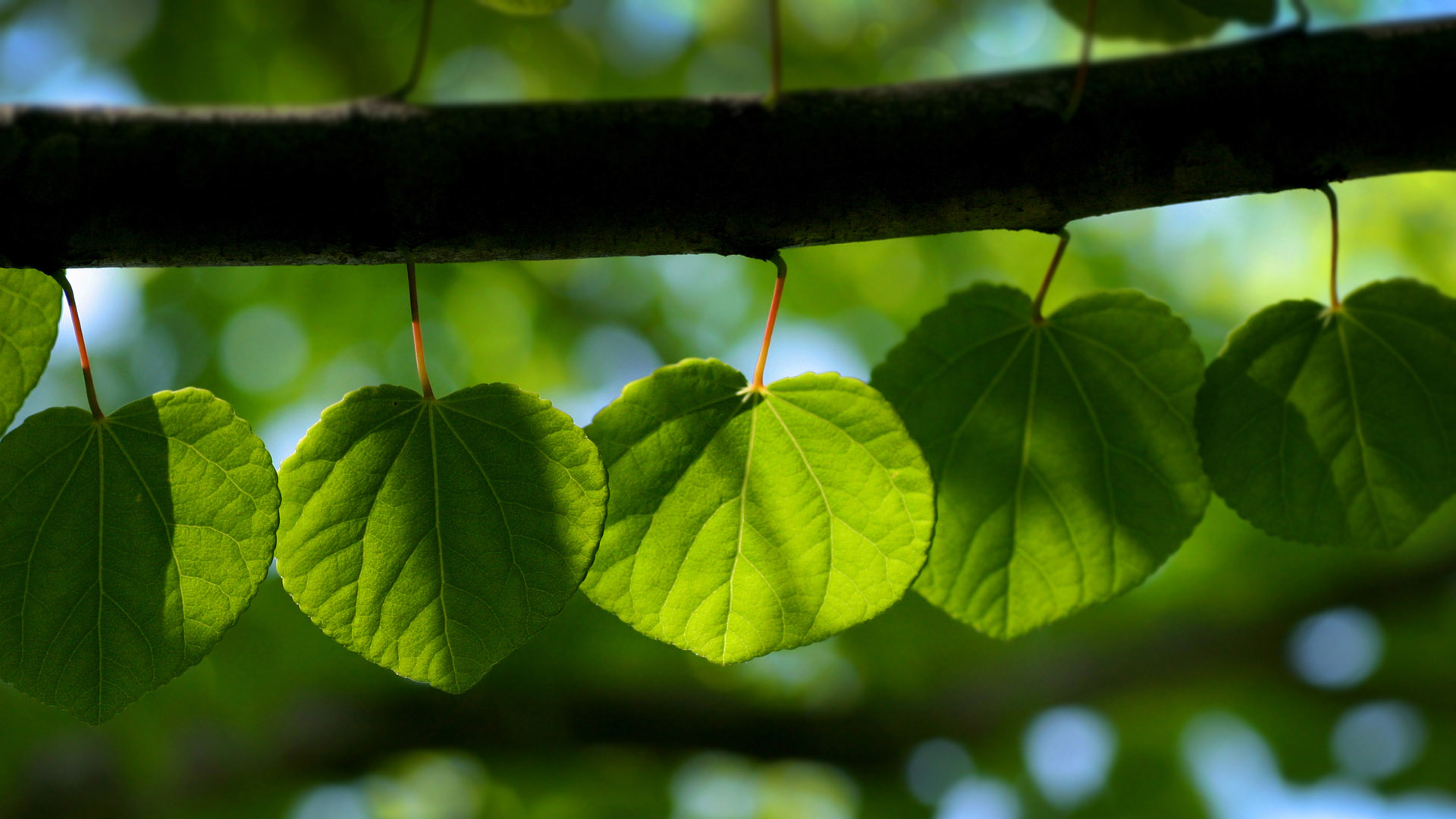 这款超治愈的唯美绿叶电脑壁纸，快换上你的桌面！