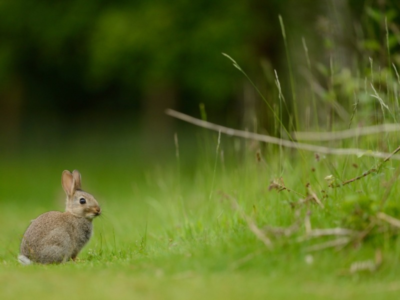 夏日草地兔子壁纸合集 多款分辨率可选