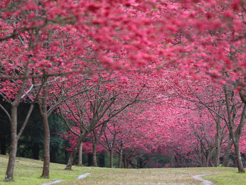 林间樱花樱桃小路风景电脑壁纸