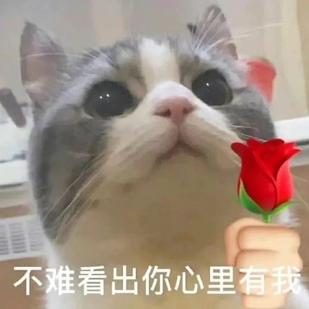 猫咪举花花表情包合集来啦