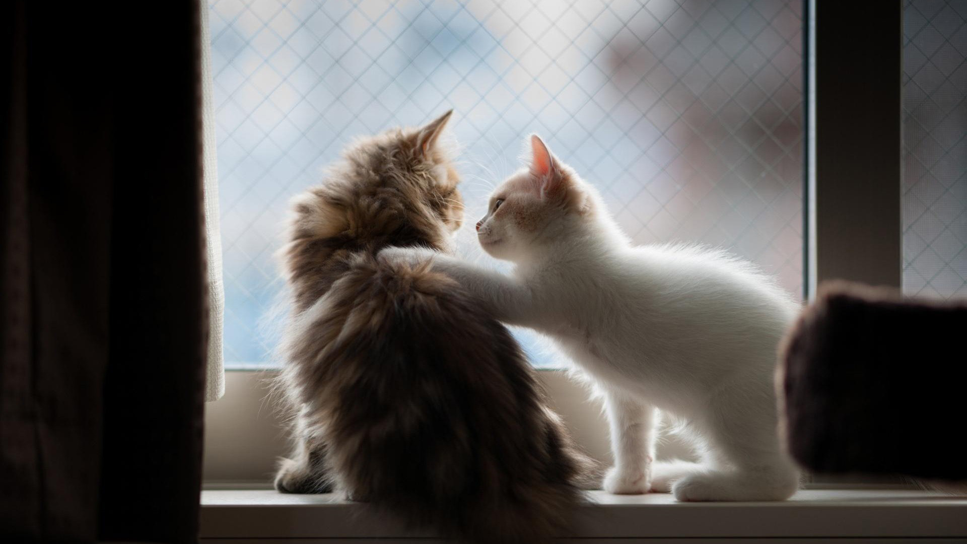 软乎乎小猫问候！这款电脑桌面壁纸太治愈了