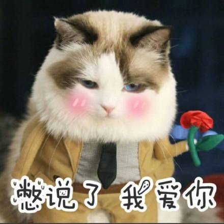 超萌智障感猫咪表情包合集