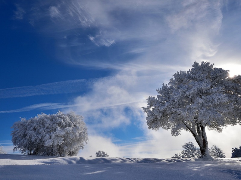 冬日雪景树木壁纸合集 多款高清尺寸任你选