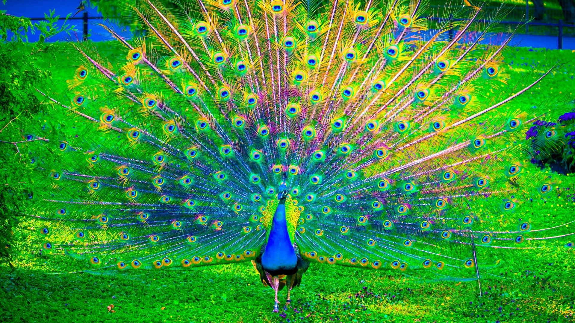 孔雀开屏彩色羽毛高清电脑壁纸分享
