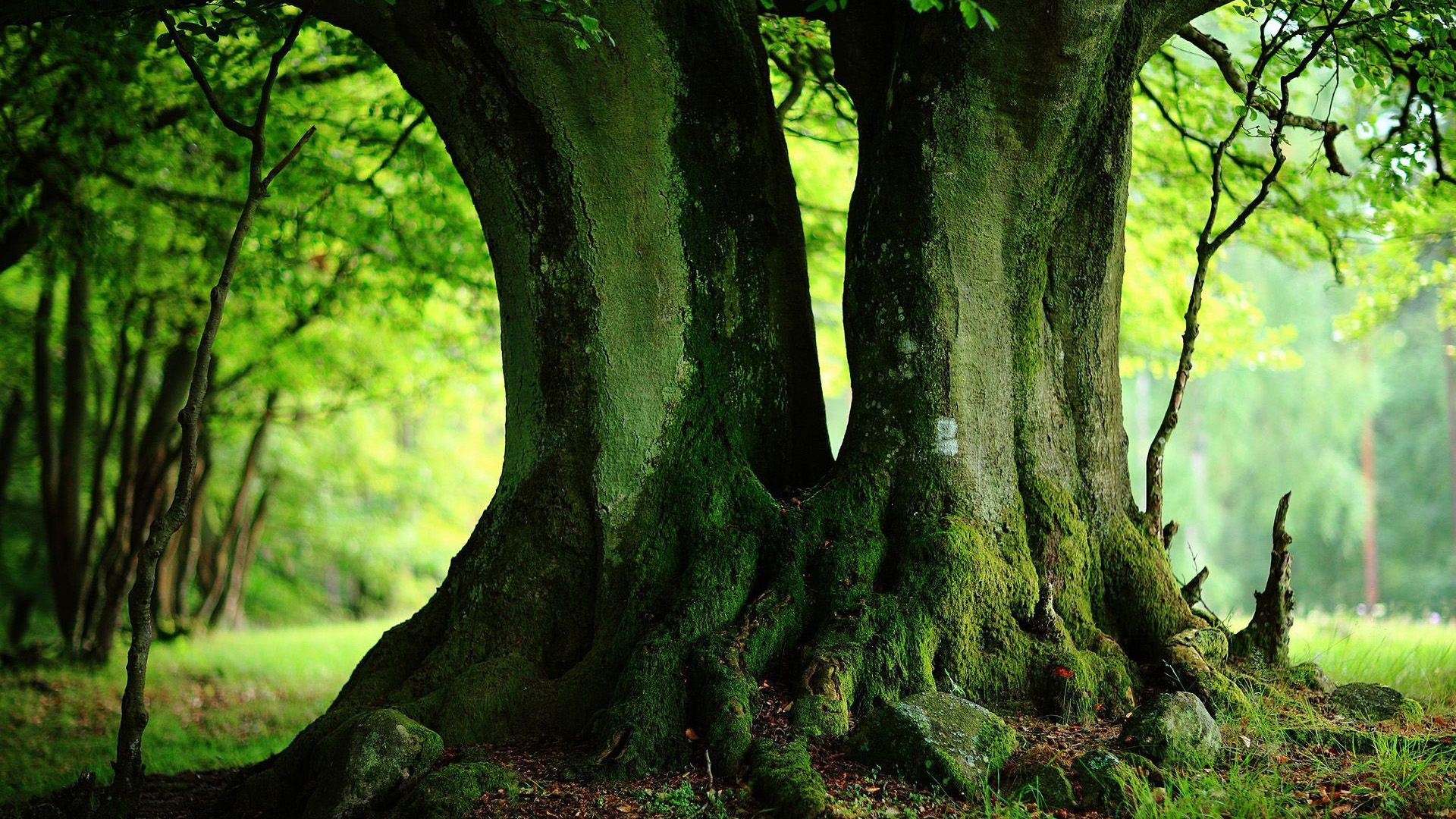 夏日绿意树干电脑壁纸 多款高清尺寸任你选