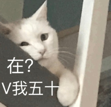 猫咪表情包合集来啦！