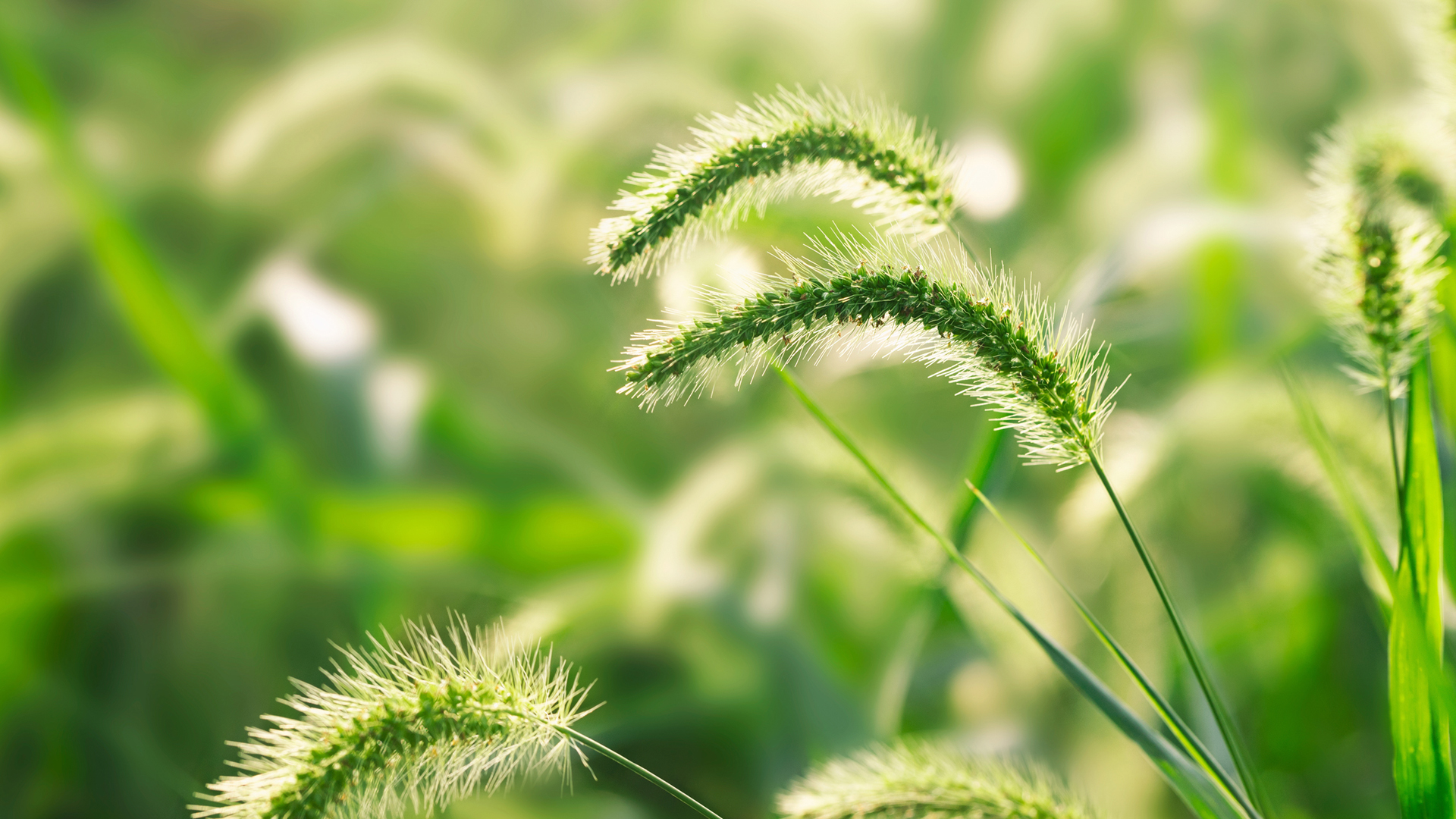 护眼又治愈！狗尾巴草主题高清电脑桌面壁纸来了