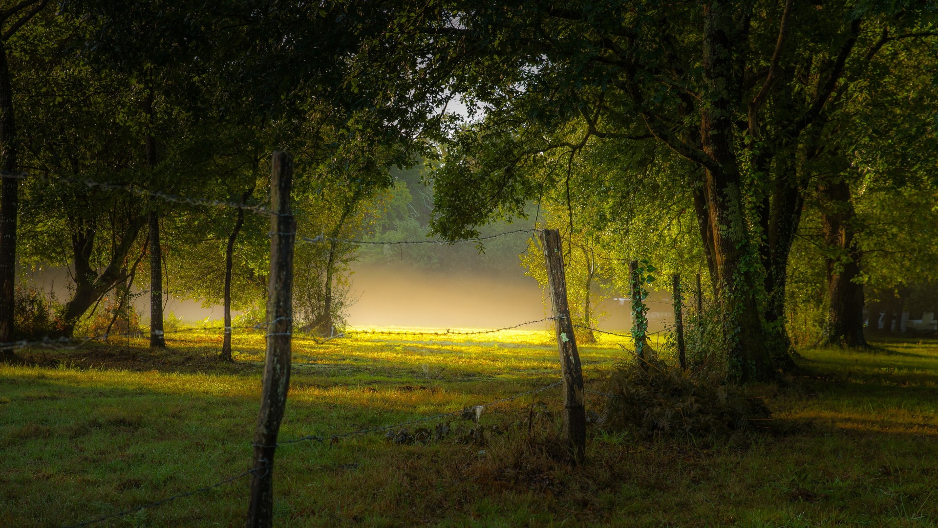 带雾的林间公园草地 高清电脑动漫风景壁纸