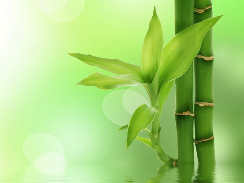 多款尺寸可选！清新绿叶电脑桌面壁纸免费下载