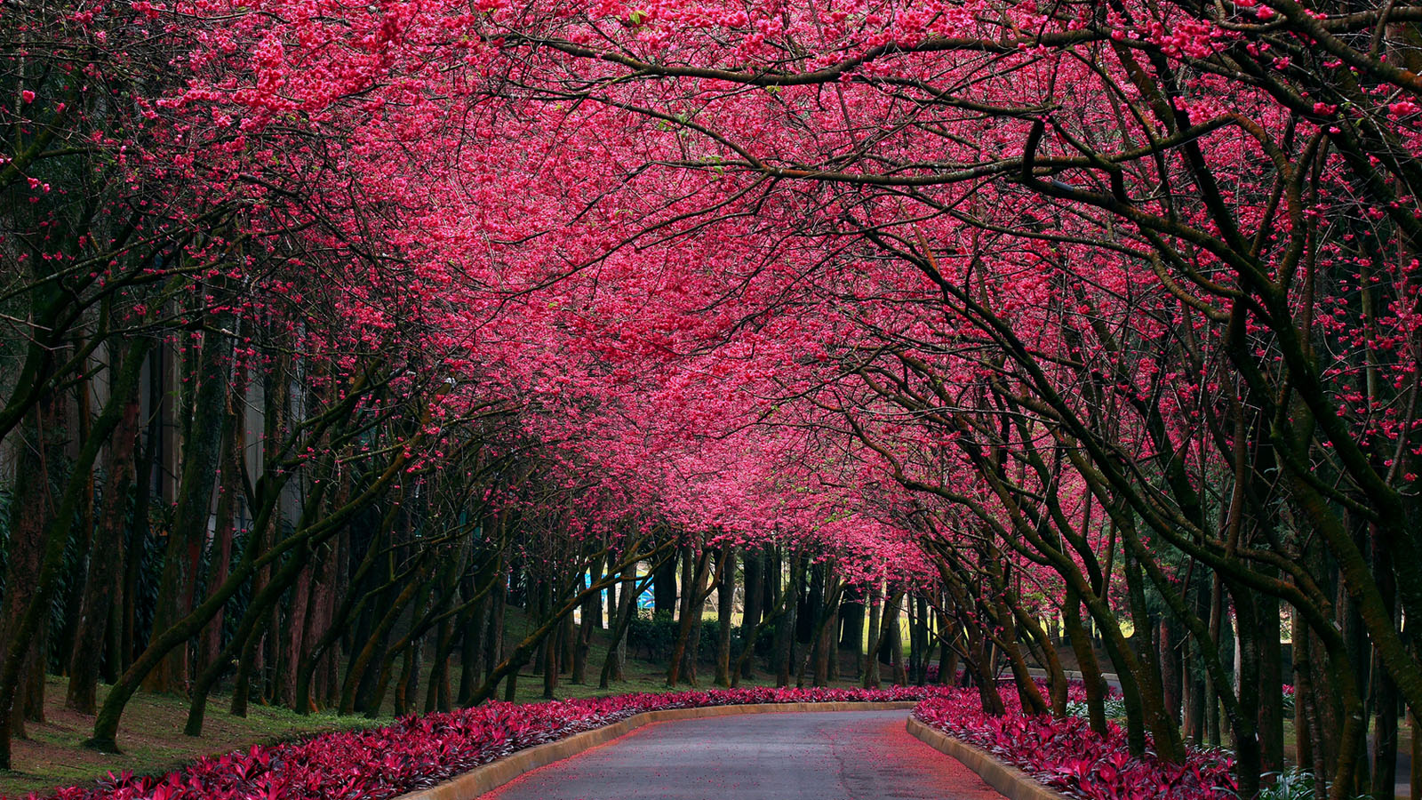 公园道路动漫风电脑桌面壁纸上新啦