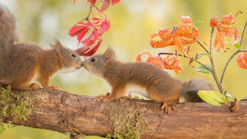 两只可爱松鼠在森林树桩旁接吻！这款治愈系壁纸太适合当电脑桌面了