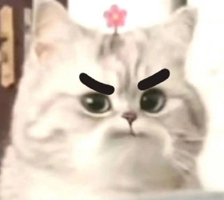 刷到就存！超治愈可爱微笑小猫斗图表情包合集