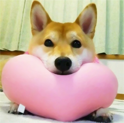 魔性又上头！10组搞怪情侣头像一对两张高清版