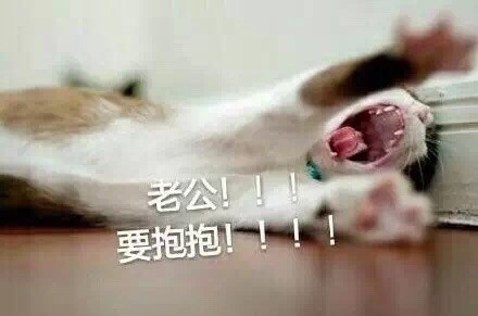 撒娇必备！喊老公的喵喵表情包合集