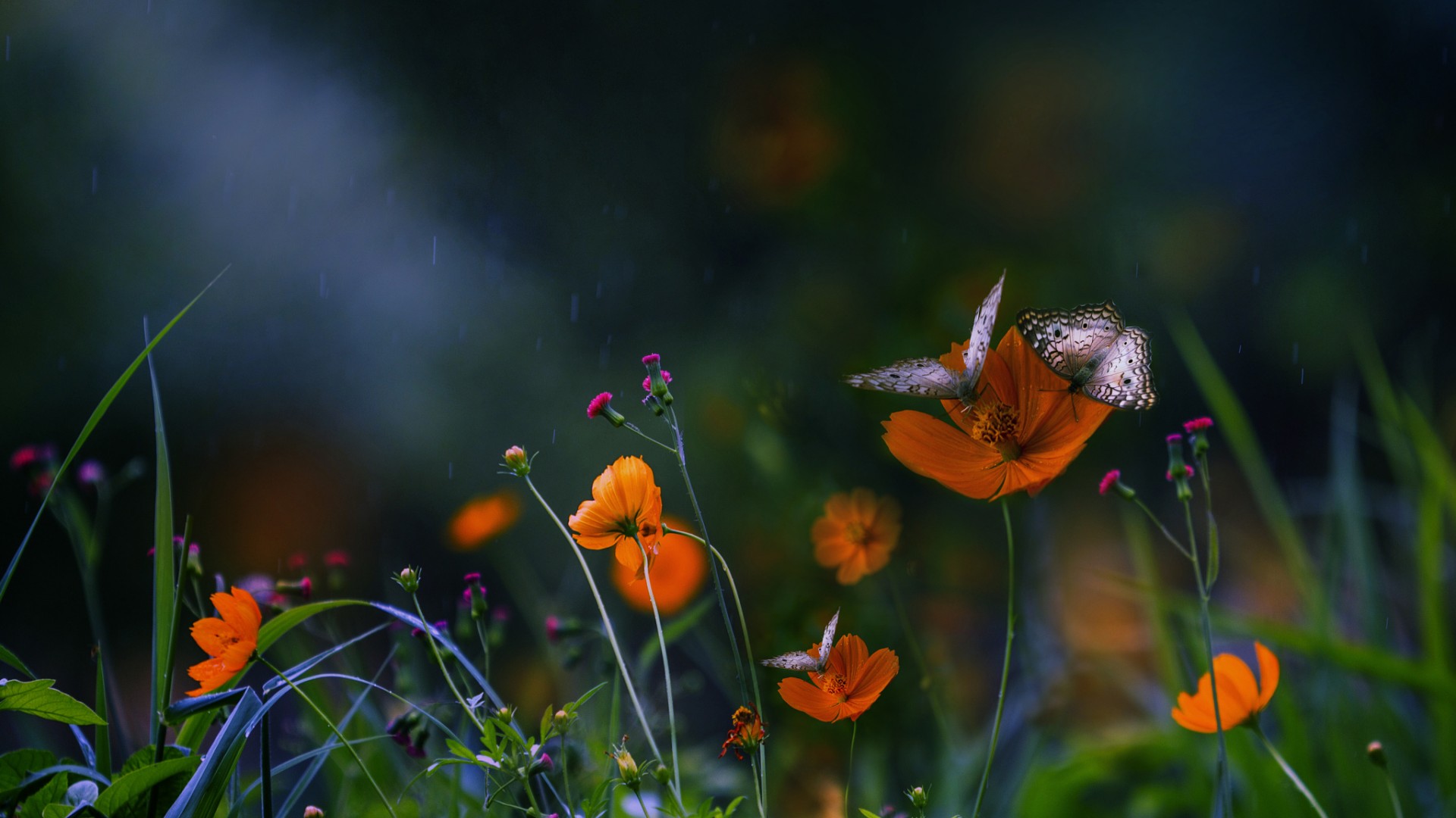 夏天氛围感拉满！蝴蝶花丛自然风电脑动漫壁纸来了