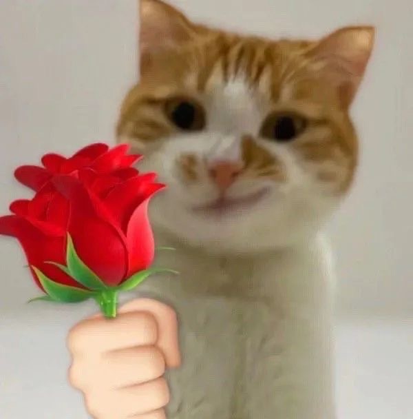 猫咪举花花表情包合集来啦