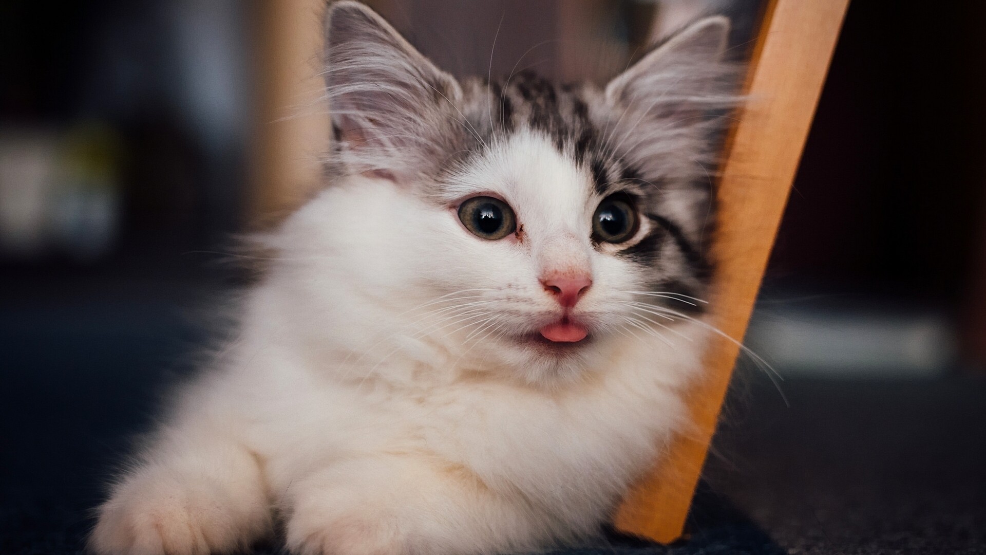 伸舌头的萌系小猫壁纸！高清可爱动物桌面背景来了