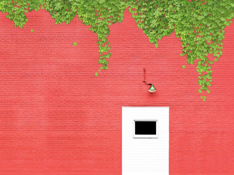 红墙树藤电脑桌面壁纸推荐