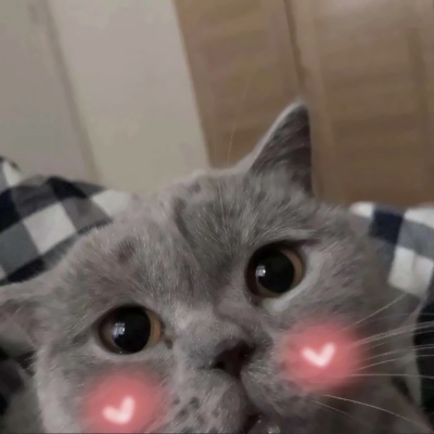 超萌两只猫咪情侣头像！24张高清可爱款直接存