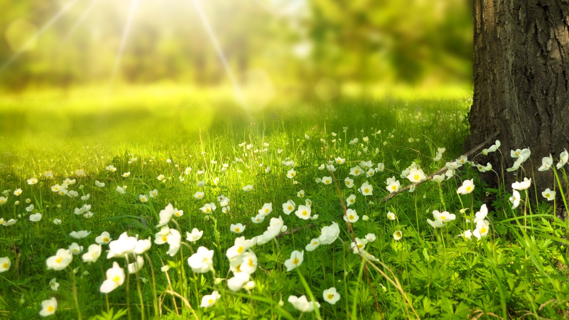 春日森林阳光风景电脑桌面壁纸分享