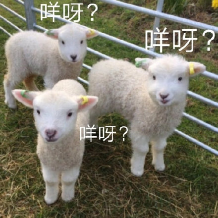 聊天斗图新选择！小羊表情包系列来啦