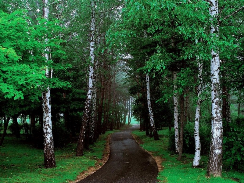森林道路绿地自然风景 多款尺寸电脑桌面壁纸分享