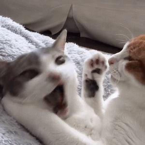 快来吸猫！这套Riepoyonn喵星人猫片表情包太治愈了