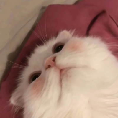 超萌两只猫咪情侣头像！24张高清可爱款直接存