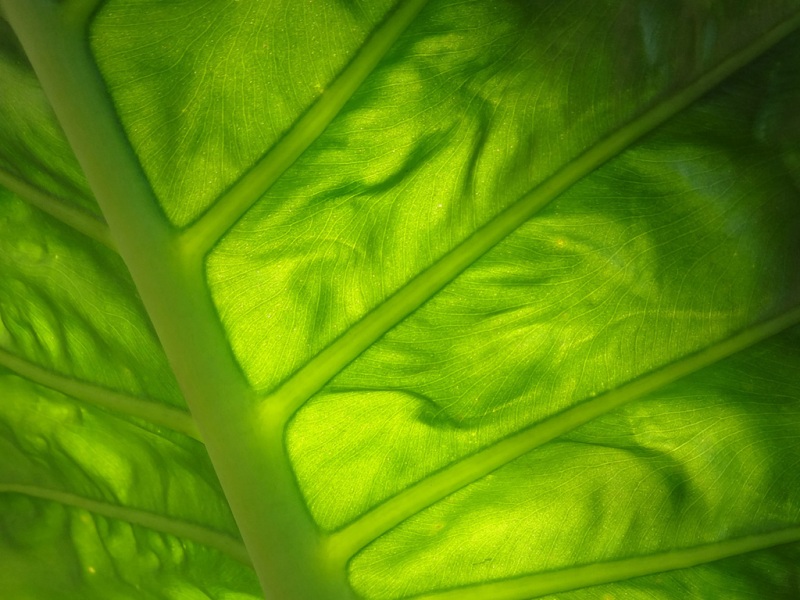 这款叫“叶子的生命”的电脑壁纸 据说能帮你缓解眼部疲劳