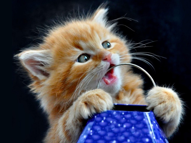 自带搞笑眼神的软萌小猫！毛茸茸桌面壁纸合集