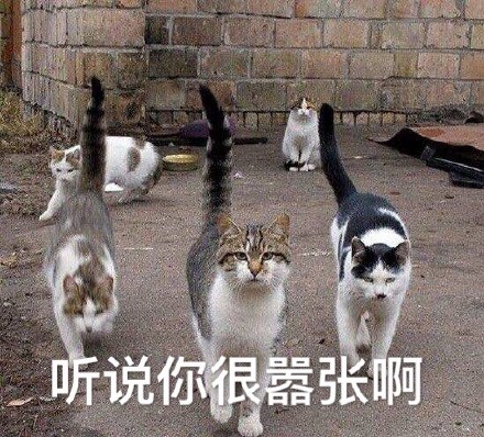 喵星人搞事表情包合集！怼人斗图超好用