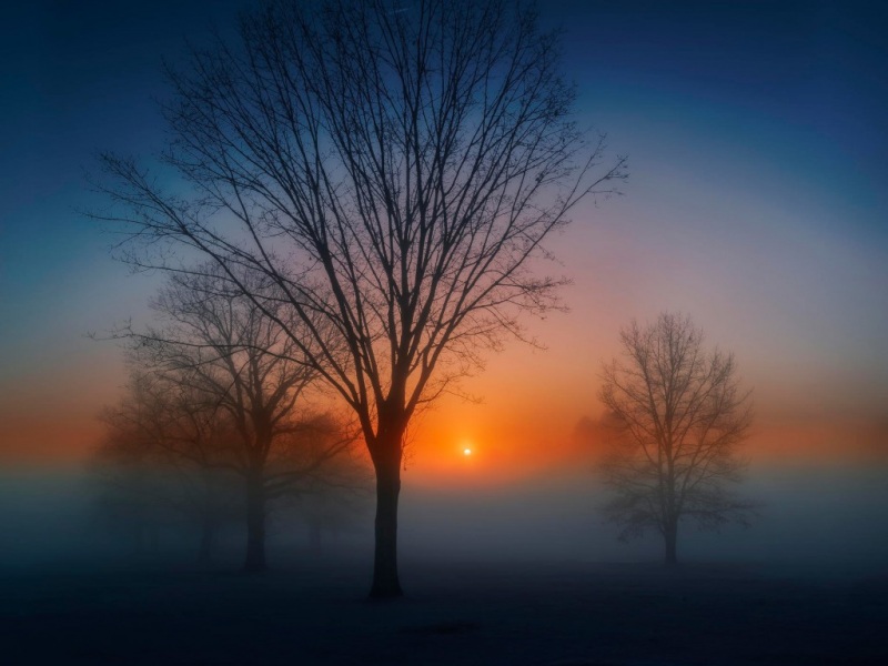 破晓时分的林间风景 电脑桌面动漫壁纸来啦