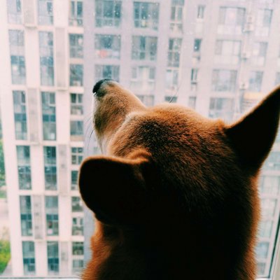 14组搞怪猫狗情侣头像 一对两张高清图来啦