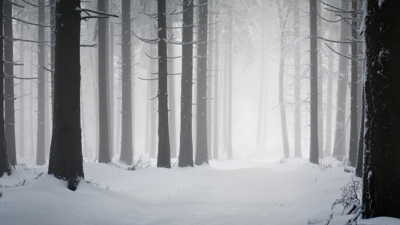 冬日森林雪地风景 多款尺寸电脑动漫壁纸分享