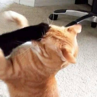 猫咪情侣头像一左一右！10组超萌一对两张头像素材
