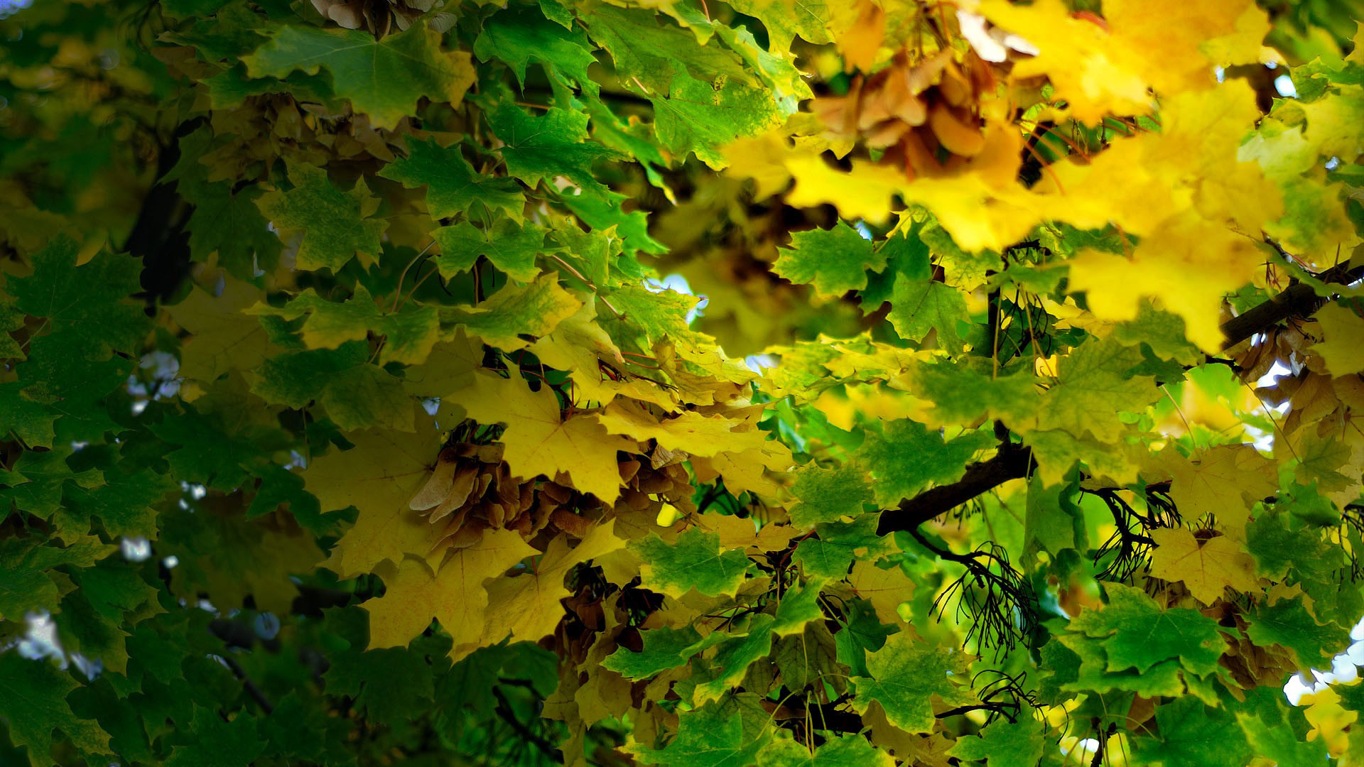 秋日落叶树枝自然风电脑壁纸