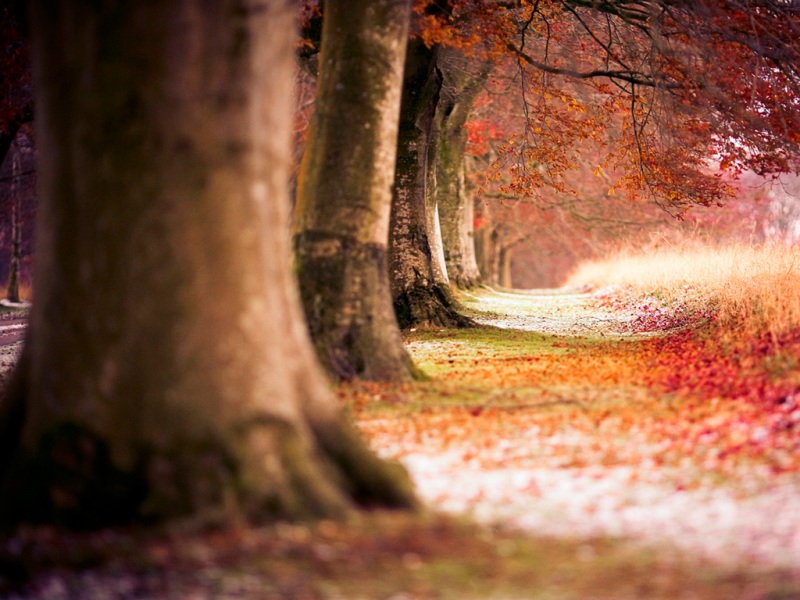 山毛榉树秋叶高清壁纸下载推荐