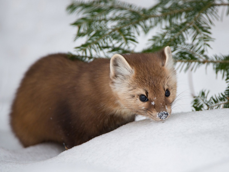 松貂冬日雪景可爱壁纸合集 多款分辨率可选