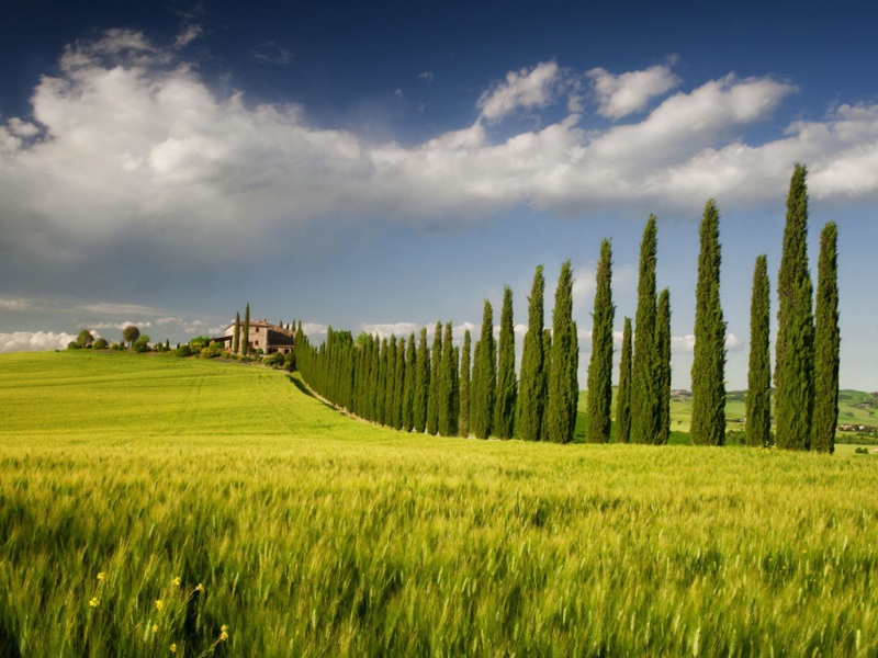 意大利坎帕尼亚大区树木房屋风景电脑壁纸