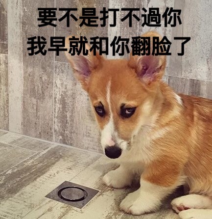 柯基版“打死你个龟孙”表情包来啦，斗图又有新素材