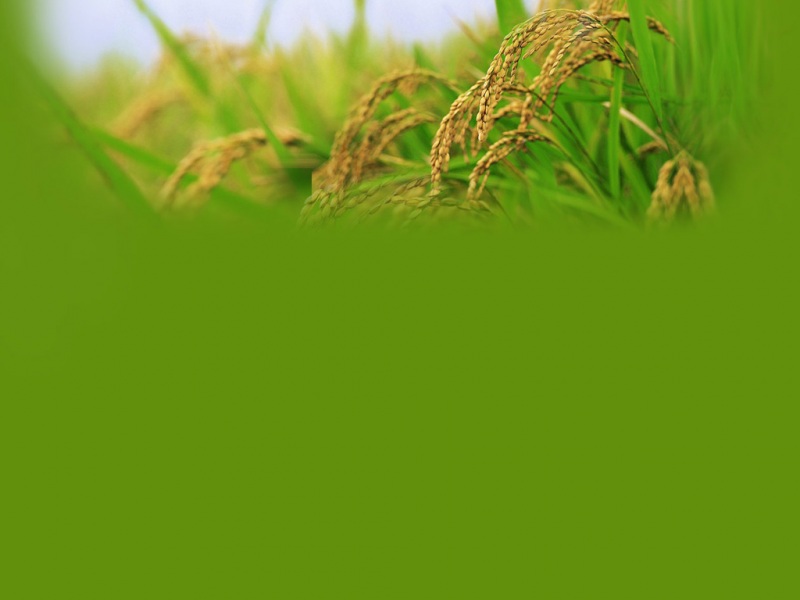 秋收主题电脑桌面壁纸合集上新啦